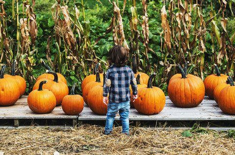 Fall Leftovers: What to do with the pumpkins, hale bales and costumes? image