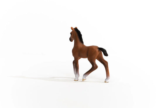 Oldenburger Foal