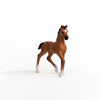 Oldenburger Foal