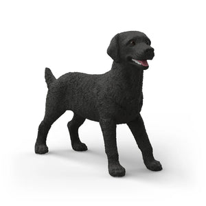 Black Labrador Retriever Female