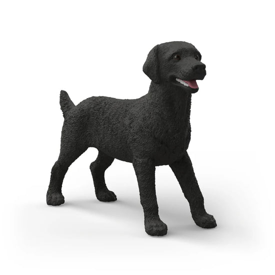 Black Labrador Retriever Female