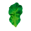 Kendall the Kale Baby Teether