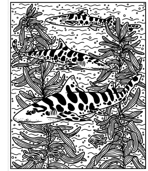 Sharks: Magic Painting Book